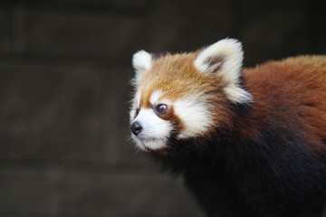 レッサーパンダ