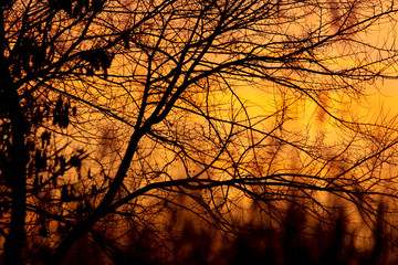 Tree branches on a sunset background