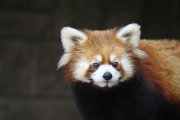 レッサーパンダ