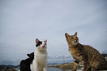わんぱくな猫