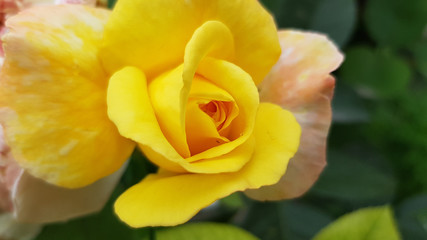 Beautiful bright yellow rose. Single rose flower closeup on green blur background with copy space. Beauty of blooming flowers in summer garden.