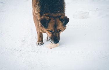 stray dog eats a treat. the dog found food in the snow.