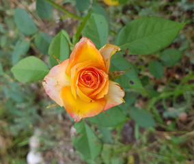 Yellow rose in the garden. Bright orange yellow rose top view. Single rose flower with fresh green leaves background. Closeup of rose blossom on green bush. Beauty of nature.