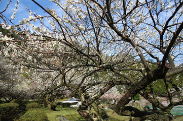 満開の梅の花