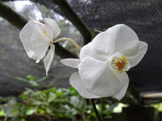 Plantas y orquideas de Cuba © Ralda Photo