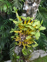 Fototapeta premium Plantas y orquideas de Cuba