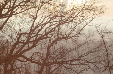 Bare tree branches in the fog at dawn