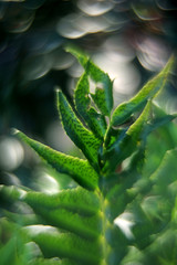 Early morning sun shining on green new leaves in spring