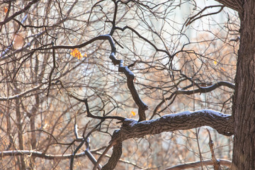 Bare tree branches in the fog at dawn