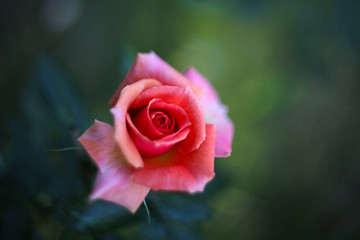 A beautiful pink rose in the garden