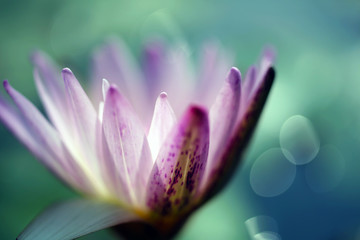 Fototapeta premium Early morning pond with a beautiful pink lotus flower that is about to bloom