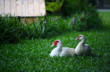 Two loving white ducks gathered together on the grass