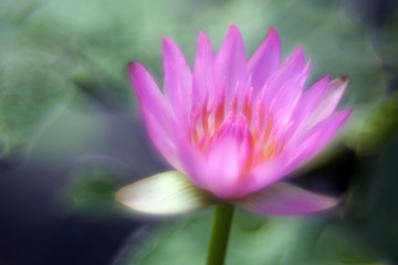 Early morning pond with a beautiful pink lotus flower that is about to bloom