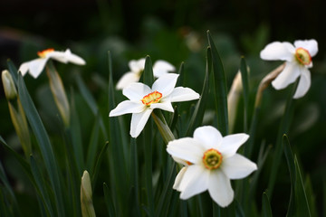 Simple white flowers of narcissuses with a yellow crown and an orange fringing on a crown.