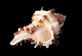 Sea shell isolated on a black background