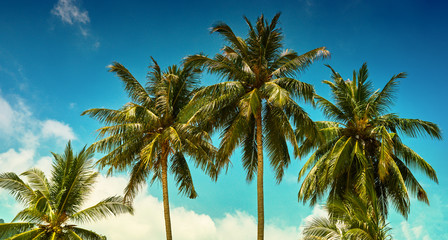 Looking up and see lush green palm fronds and bright blue sky, welcome on vacation! Palm trees at tropical coast against blue sky, vintage toned and stylized, coconut tree, summer tree, retro.