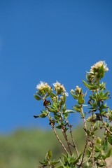 アンデスの空に咲く花