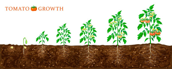 tomato plant growth stages from seed to flowering and ripening. illustration of tomato feld and...