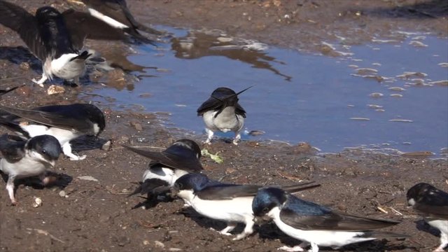 Mehlschwalben (Delichon urbicum) sammeln Nistmaterial an Pf&uuml;tze
