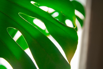 Real monstera leaves in home with sunlight for composition design.Tropical,botanical nature. Tropical leaves close up.