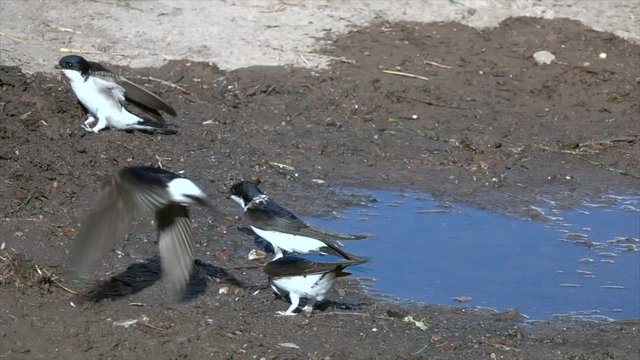 Mehlschwalben (Delichon urbicum) sammeln Nistmaterial an Pf&uuml;tze