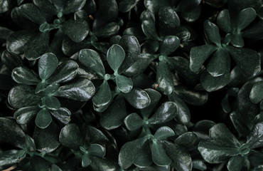 Background texture of natural leaves in dark green.