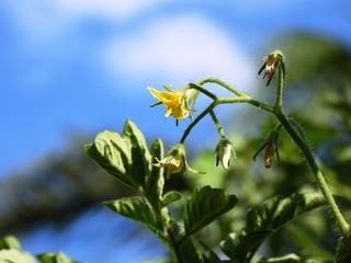 Tomato blossom