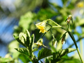 Intricate details of Tomato blossom plant