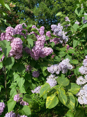 blooming spring lilac-violet inflorescences of lilac on a blurred background