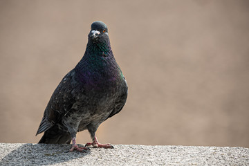 The cute dove looking forward