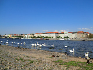 Fototapeta na wymiar swans swimming in the Moldovan river of Prague