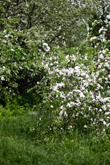 Fototapeta na wymiar trees of apple, cherry, pear blossom in spring in a city park, garden