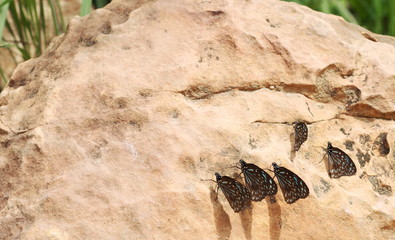 Many butterfly  eating salt on ground at Pang Sida National Park, Thailand