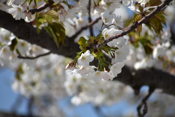 桜の花咲く幸せ