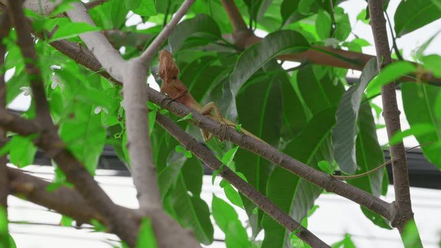 Calotes versicolor	
