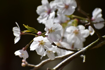 Obraz premium 桜咲く幸せ