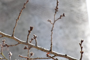春を待つ桜