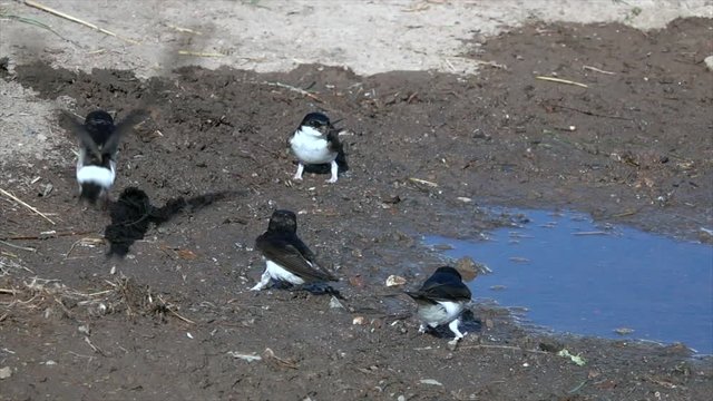 Mehlschwalben (Delichon urbicum) sammeln Nistmaterial an Pf&uuml;tze