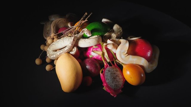 Video of exotic fruits and pythons