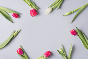 Tulips flat lay with pink and white flowrs on blue background.