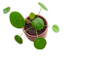 Pilea peperomioides planted in a flower pot isolated on white background top view modern plant