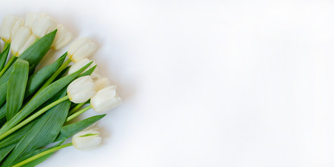 Spring flowers banner. Bunch of white tulip flowers on white background. Happy Easter card. Flat lay, top view.