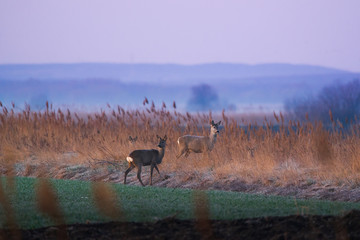 European roe deer - Capreolus capreolus on morning field