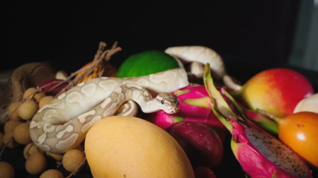 Video of exotic fruits and ball pythons