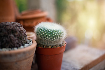 Little cactus planst in nature.