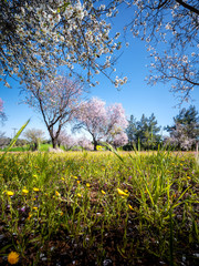 Spring in Cyprus - beautiful almond blossoming trees in the village of Klirou near Nicosia, Cyprus