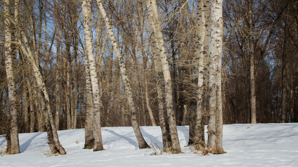 The poplar grove. The Polar tree. Wooden landscape.
