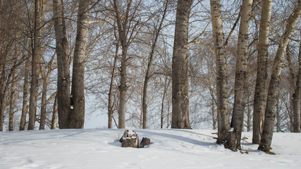 The poplar grove. The Polar tree. Wooden landscape.