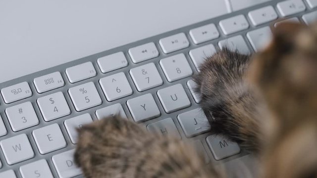 Tabby cat is typing text on a computer keyboard
