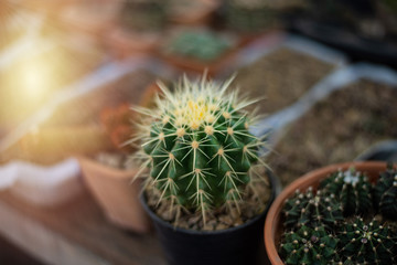 Little cactus planst in nature.